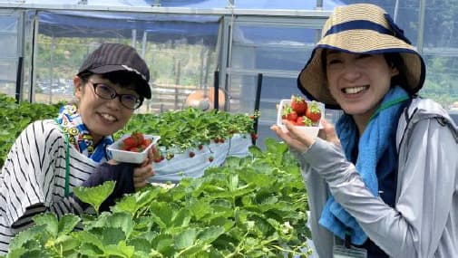 関西で珍しい夏イチゴを摘み取り体験　六甲山の体験農園