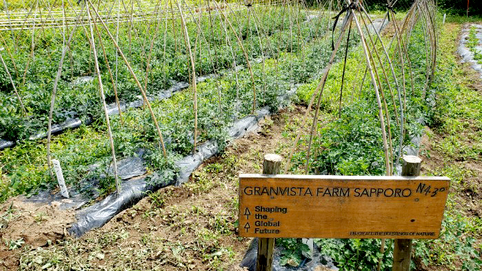 自社農園で作った無農薬栽培野菜のメニューを期間限定で提供　札幌パークホテル
