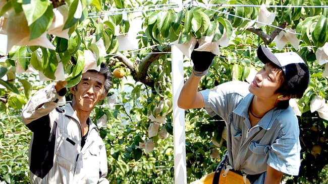 先代から技術を引き継ぐ大淀町の農家