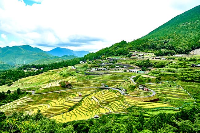 丸山千枚田