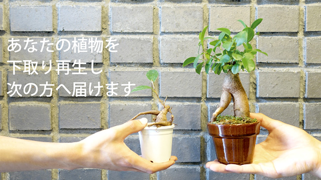 植物の下取りと再生「リボーンプランツ」を展示販売　REN２