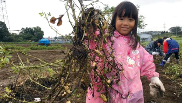 四街道市で落花生「おおまさり」の収穫を楽しむ体験ツアー募集