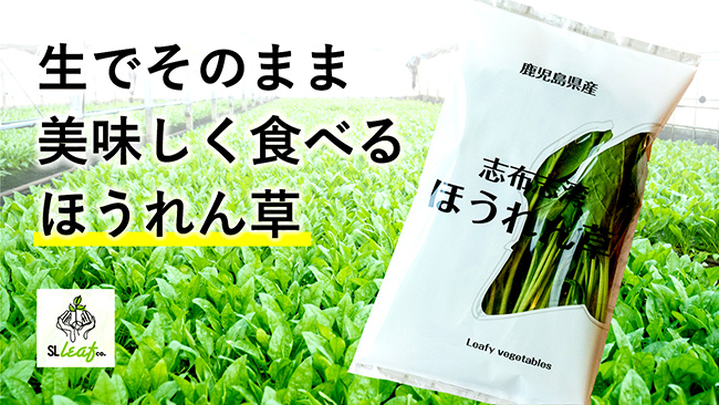 生のままおいしく食べられる「志布志湾ほうれん草」Makuakeで発売