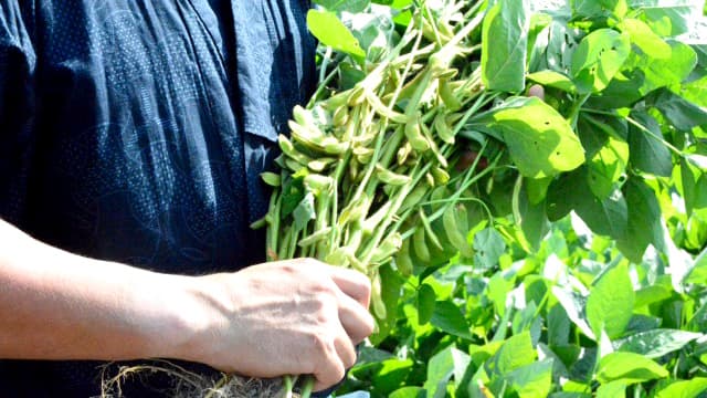 新丹波黒 黒枝豆「拙者のごっつぉ」発売　ロックファーム京都