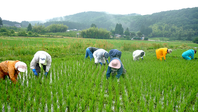 組合員による除草の手伝いの様子