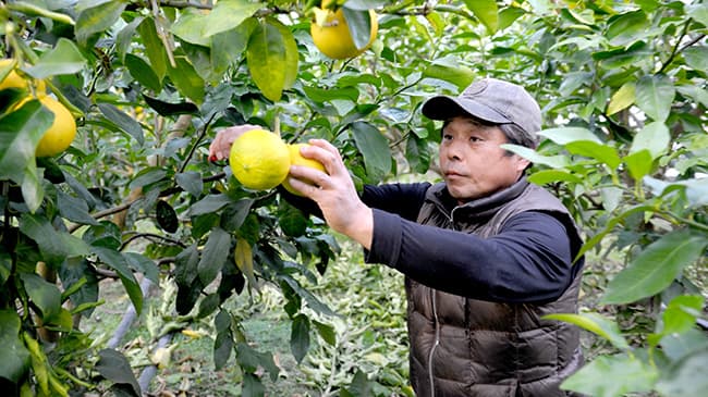 平成25年から日本初の国産ベルガモットを栽培するにしごみ