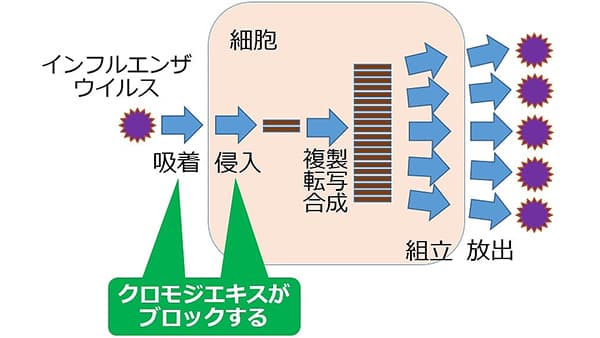 クロモジエキスはインフルエンザ感染の初期段階である「吸着・侵入」をブロック