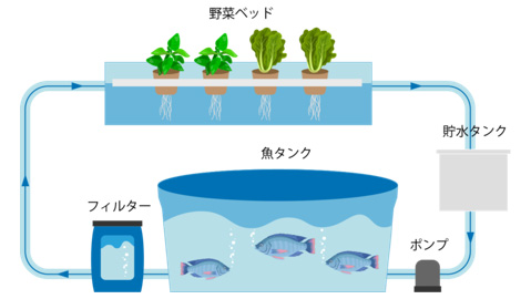 「アクアポニックス」のイメージ