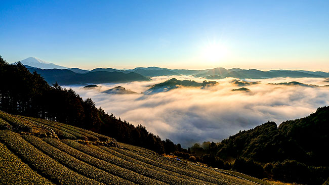 雲海を望む天空の茶畑から直送