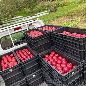 弘前のリンゴ農園から最後に出荷されるリンゴ