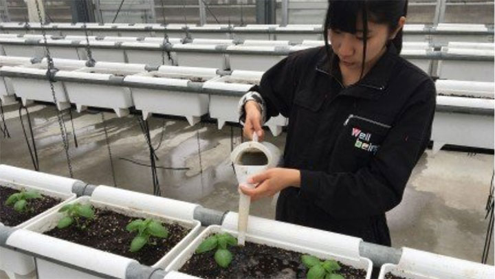 バイオマスプラントで栽培したバジルオイルを栽培する相可高校の生徒