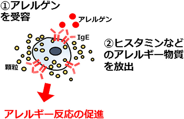 アレルギー反応が起こる仕組み