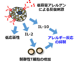 同研究によって明らかになった経口免疫療法のメカニズム。アレルギーを引き起こす悪玉マスト細胞が、アレルギーを抑制する善玉マスト細胞に変化する