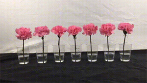 花びら液と化粧水に着けた花の比較。中央が花びら液