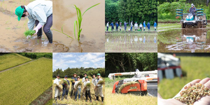 田植え稲刈りの様子