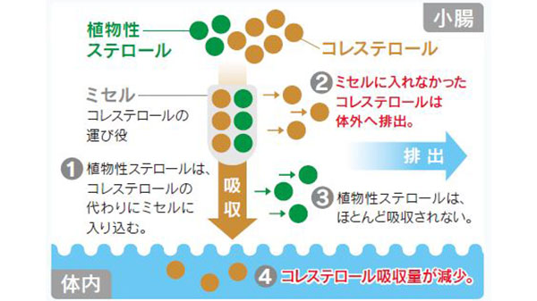 血中コレステロールを下げるメカニズム