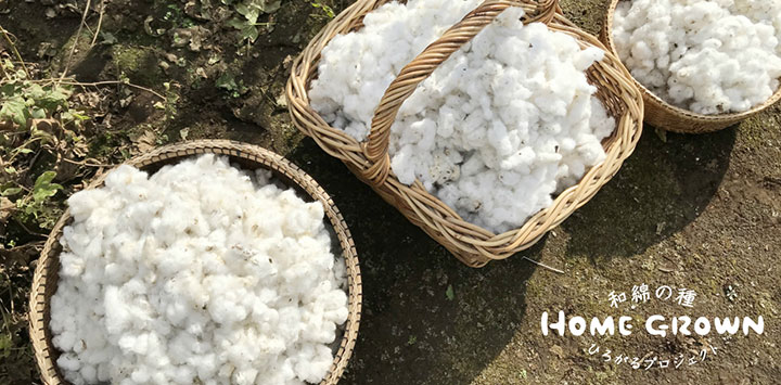 国産在来種の栽培呼びかける「和綿の種 ひろがるプロジェクト」開始