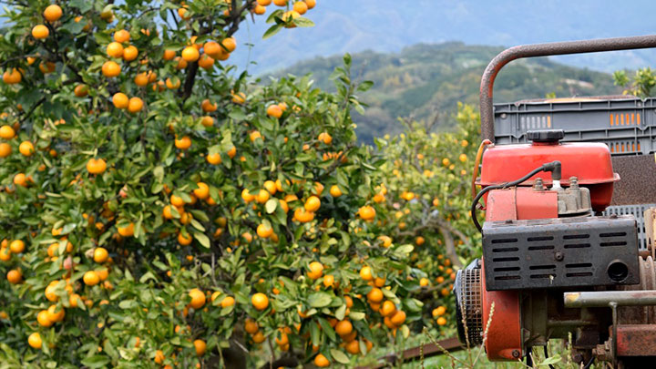 愛媛県宇和島市で柑橘を中心に栽培する大久保農園