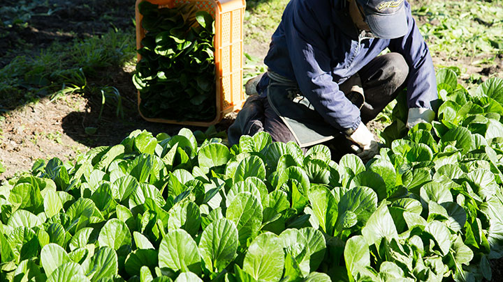 太陽光パネルの下で育った野菜をプレゼント　チェンジ・ザ・ワールド
