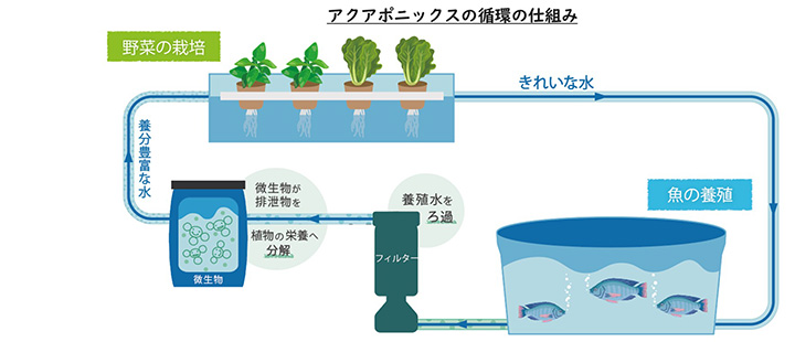 アクアポニックスの循環の仕組み