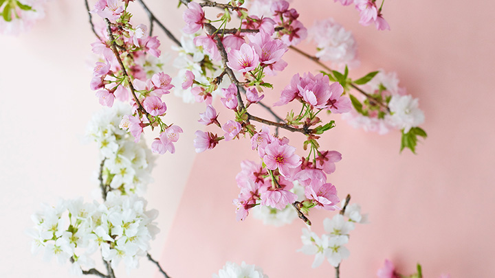 桜の蕾から満開まで楽しむ　自宅でお花見を提案　青山フラワーマーケット
