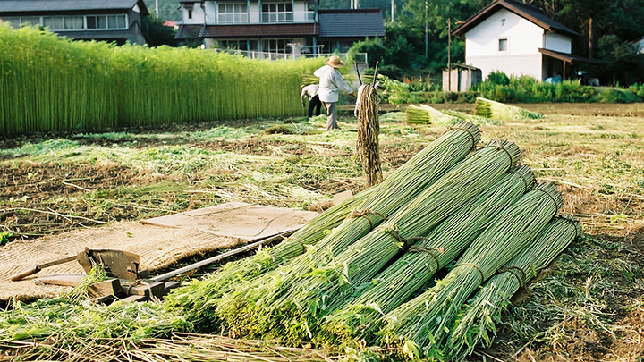 日本人のための大麻の教科書「古くて新しい農作物」の再発見を刊行