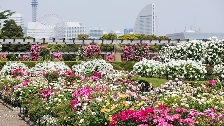 季節の花がリレー「ガーデンネックレス横浜2021」3月27日開幕
