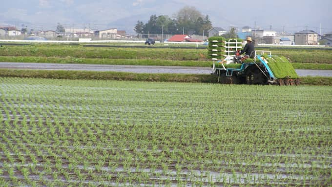 予約登録米の産直産地、ＪＡ津軽みらい（青森県）の田植え風景