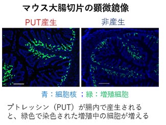 マウス大腸切片の顕微鏡像