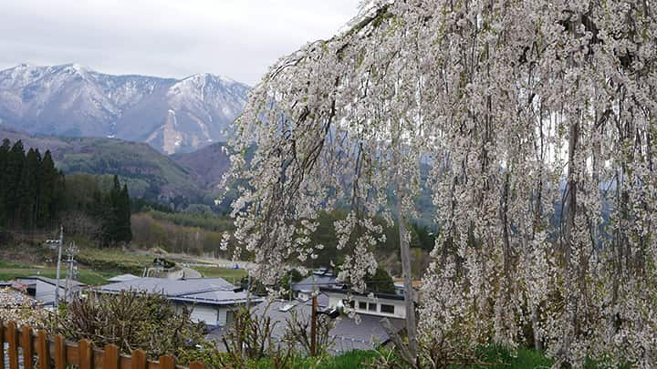 袖之山のシダレザクラ