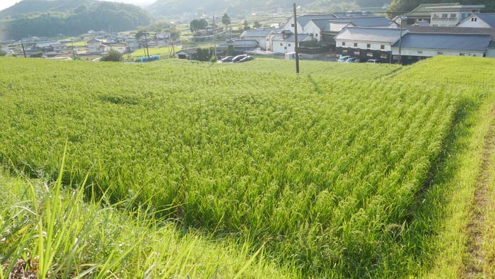 酒米の田んぼ。右奥が丸本酒造