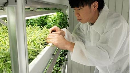 屋内農園型障がい者雇用支援サービス「IBUKI」横浜市で3拠点目を開設