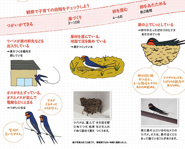 ようこそツバメ パンフレットを無料プレゼント 日本野鳥の会 ニュース 流通 Jacom 農業協同組合新聞