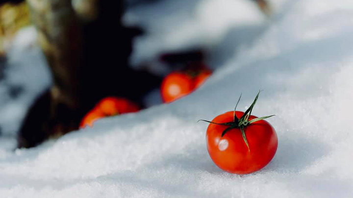「越冬トマト」で作る攻めのケチャップ発売　SOGAFARM