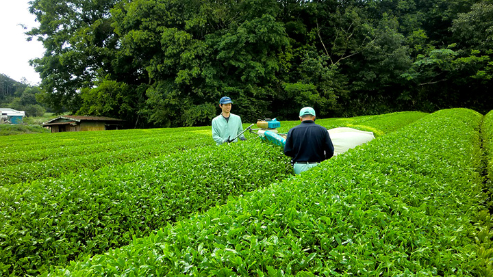 掛川の世界農業遺産の茶園で有機栽培茶「まろみ煎茶」でCF開始　かねも
