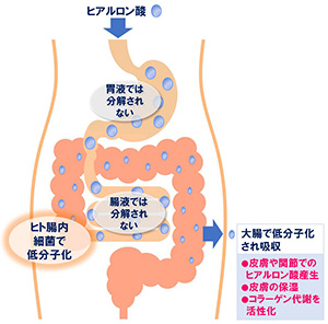 経口摂取されたヒアルロン酸が分解、吸収、肌で作用する仕組み