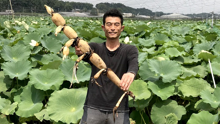 山口farmで栽培する「愛情たっぷりBIGれんこん珠美」