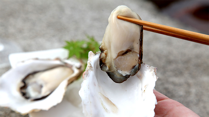 関東で唯一の岩牡蠣外洋養殖　真鶴の岩ガキ「鶴宝」100セット限定販売