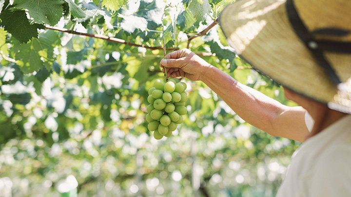 果樹農家の経営課題の解決へ　資金調達でIoT事業化を加速　ファミリーツリー