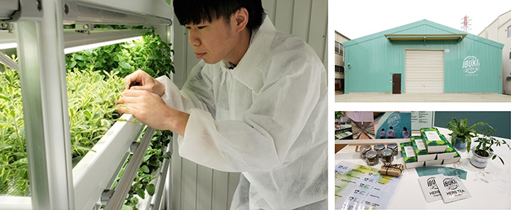 大阪府に3拠点目　屋内農園型障がい者雇用支援サービス「IBUKI」開設