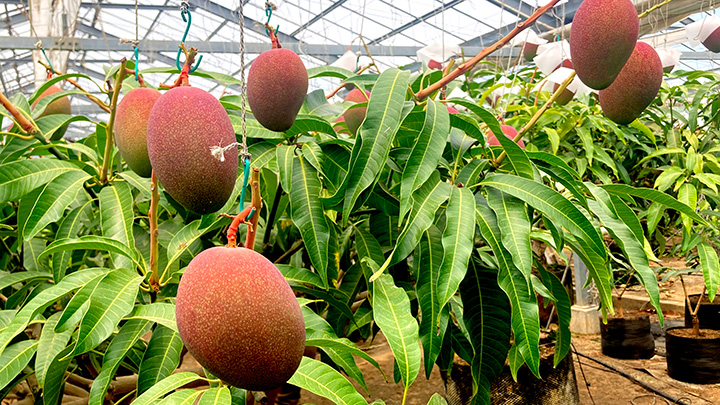 河津のマンゴー農家、森ファームのマンゴーを使用