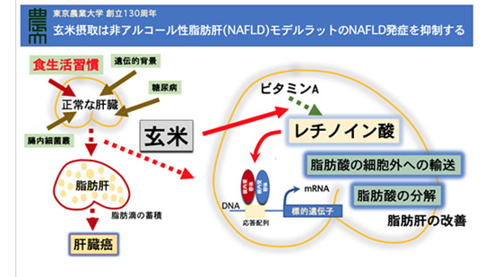 「玄米」で非アルコール性脂肪肝を予防・抑制　メカニズムを解明　東京農業大学