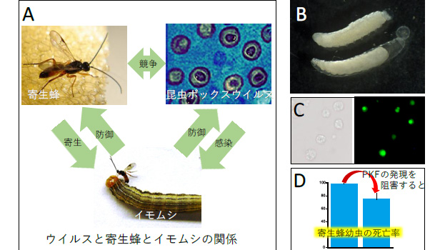 3者の相互作用（A)とPKFの蜂殺し作用（B～D）