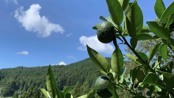 標高630メートルの山あいで育つ静岡県川根本町産の有機柚子