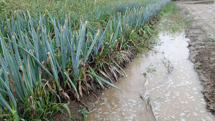 令和3年8月大雨　被災生産者の支援プログラム開始　食べチョク
