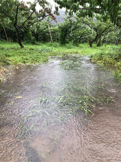 豪雨の影響で半分浸水した福岡県うきは市の桃畑