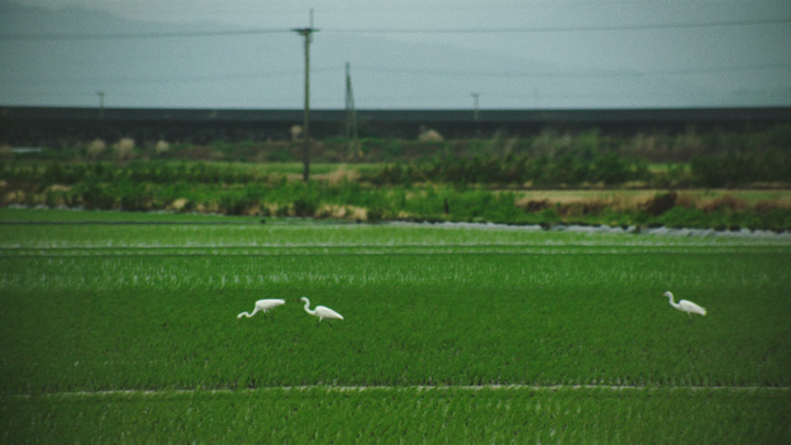 佐賀市東与賀地区の水田風景