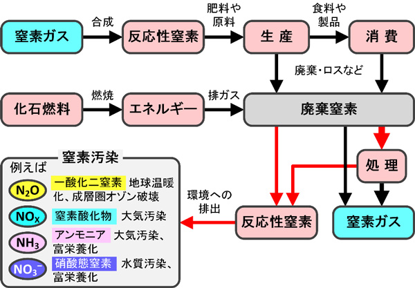 人類の窒素利用がもたらす窒素汚染とその影響