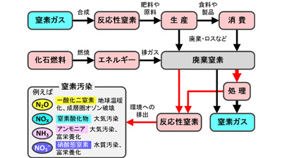 日本の窒素収支を解明　2000～2015年で世界平均の2倍　農研機構