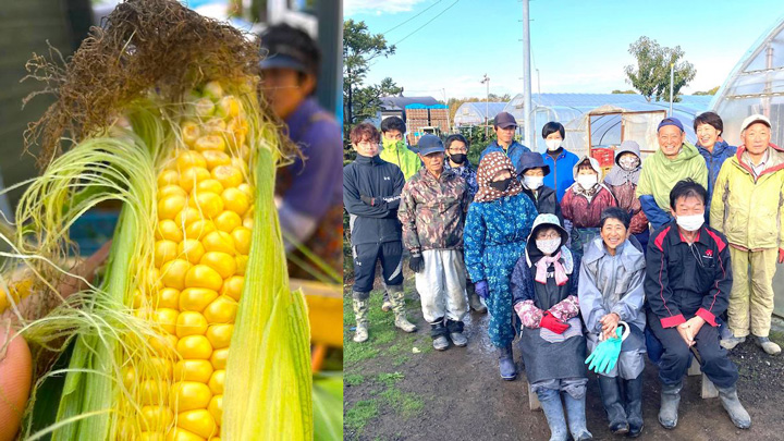 北海道で干ばつ不作の「訳ありとうもろこし」送料無料で販売　北海道旬直